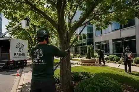 Commercial tree care service by Prime Tree Care in Chicago