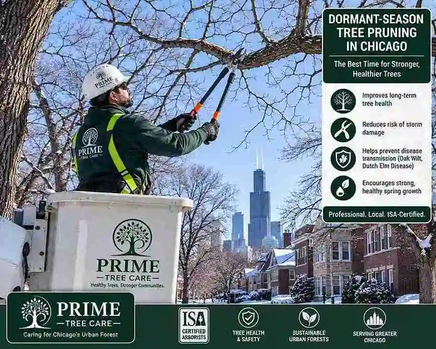 Oak wilt Dutch elm disease and dormant season pruning