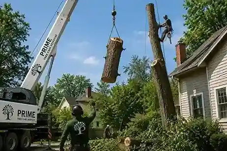 Certified arborist performing tree removal in Chicago, IL