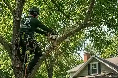 Tree trimming and pruning service by Prime Tree Care in Chicago