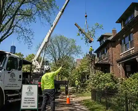 Why the cheapest tree service quote is risky